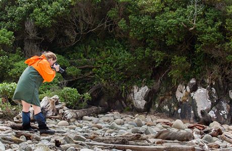 DOC's work with New Zealand fur seal