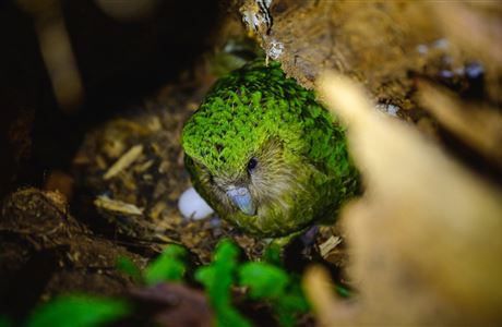 Kākāpō Cam: Live stream