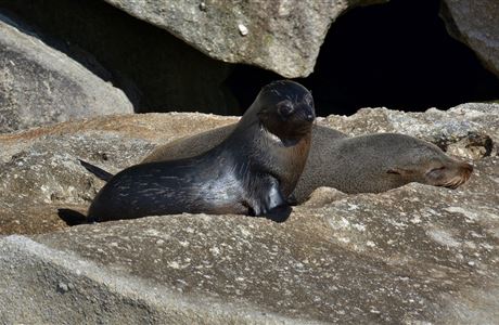 What to do if you find a seal