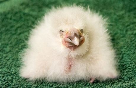 Get involved with Kākāpō Recovery