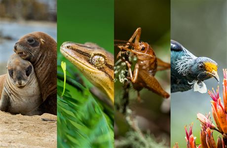 Podcasts and webinars