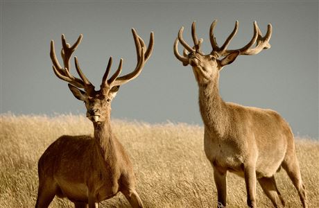 Statutory and advisory bodies: About DOC