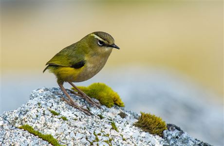 Stories about Predator Free 2050