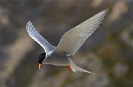 Image result for native birds of new zealand