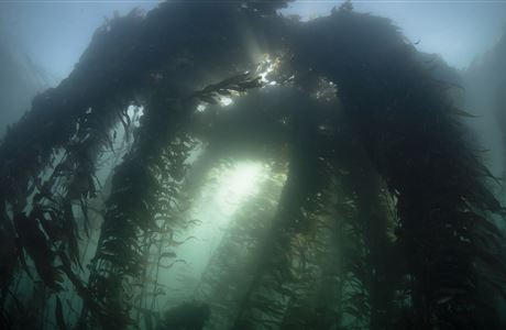 Marine ecosystems research programme: Our work