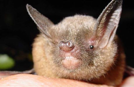 DOC Sounds of Science podcast