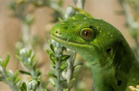 Moving towards Predator Free 2020 to 2050