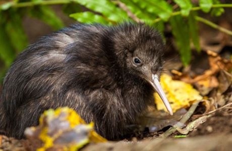 Kiwi: New Zealand native land birds