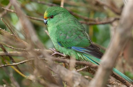 Why Predator Free 2050?