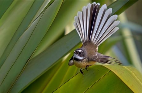New Zealand birds A - Z: Native animal conservation