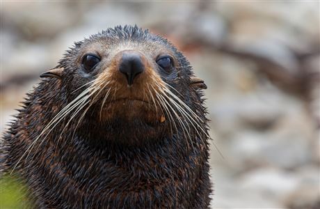Facts about New Zealand fur seal