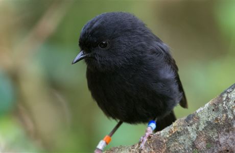 New Zealand birds A - Z: Native animal conservation