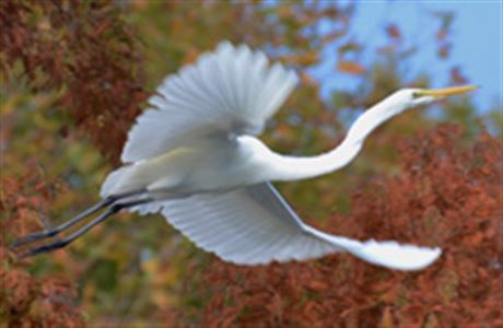 New Zealand's threatened birds