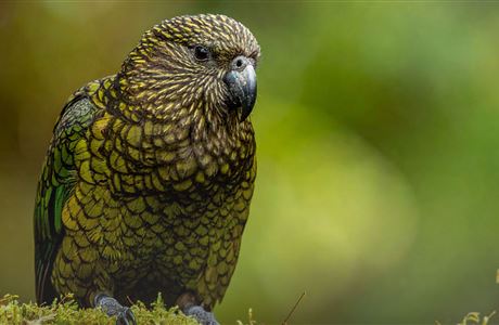 Ngā Whenua Rāhui: Funding