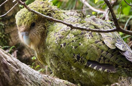 Kākāpō aspergillosis outbreak