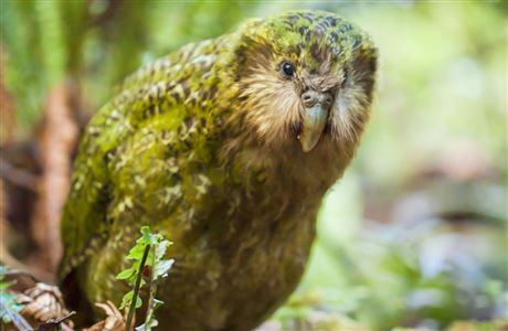 Kākāpō