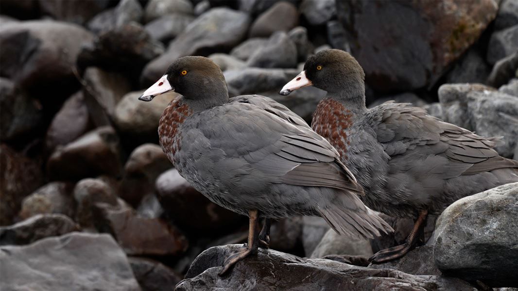 Rare and distinctive, whio need a community effort for their continued survival