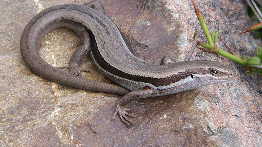 White-bellied skink on a rock. 