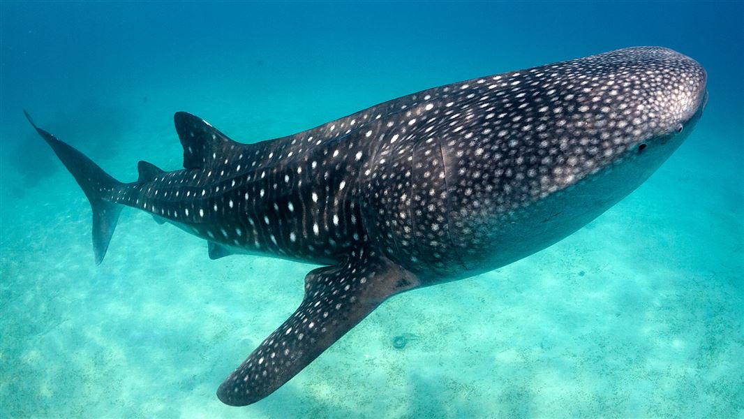 A close up of a whale shark swimming in clear blue water.