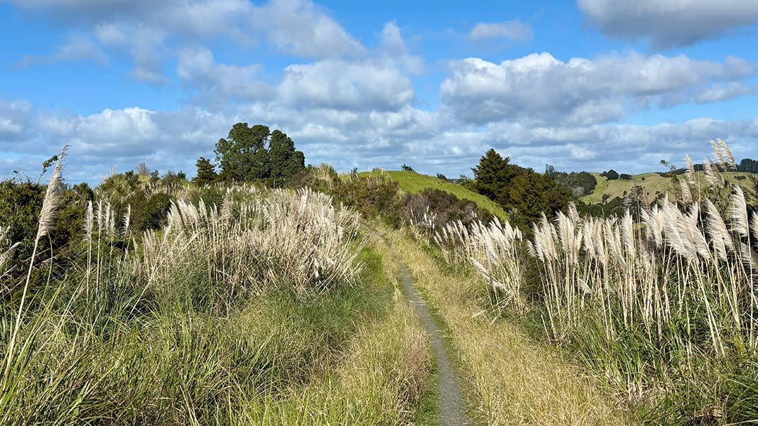 Puhoi to Remiger Road Track. 