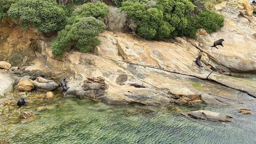 Shag Point/Matakaea.  