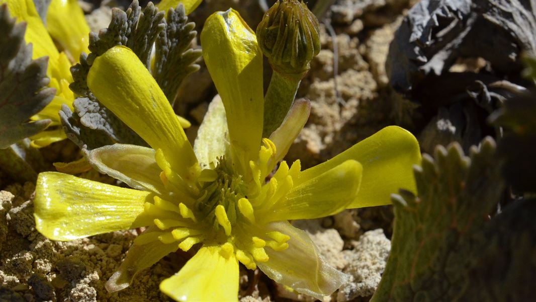 Yellow Castle Hill buttercup 