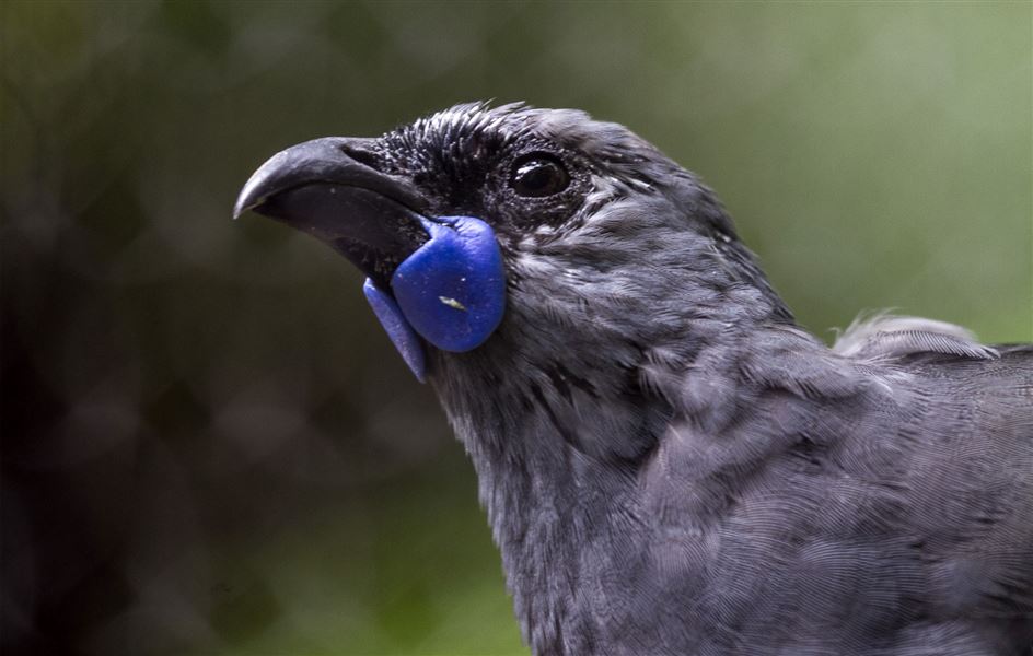 Close up of a kōkako. 