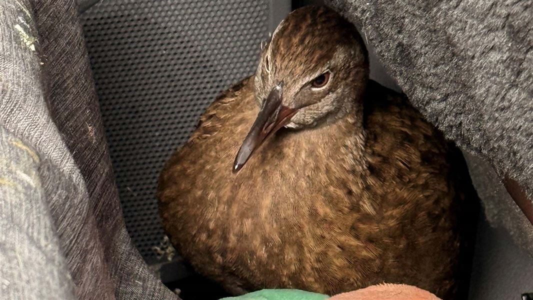 West Coast weka inside a ute