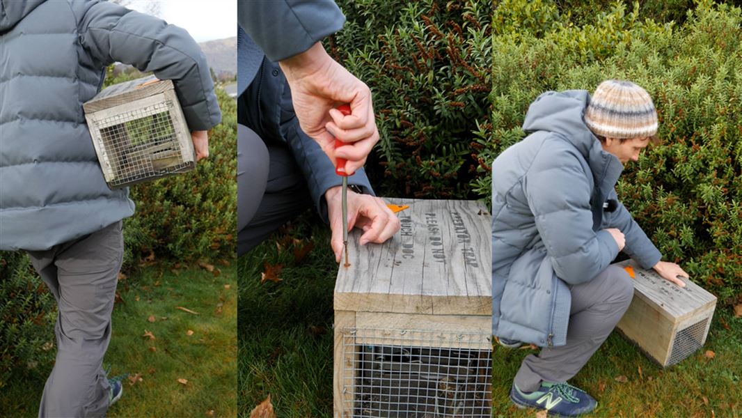 Three photo panels including a guy holding a trap, closue up of a trap, and a side shot og a guy crouched over a trap. 