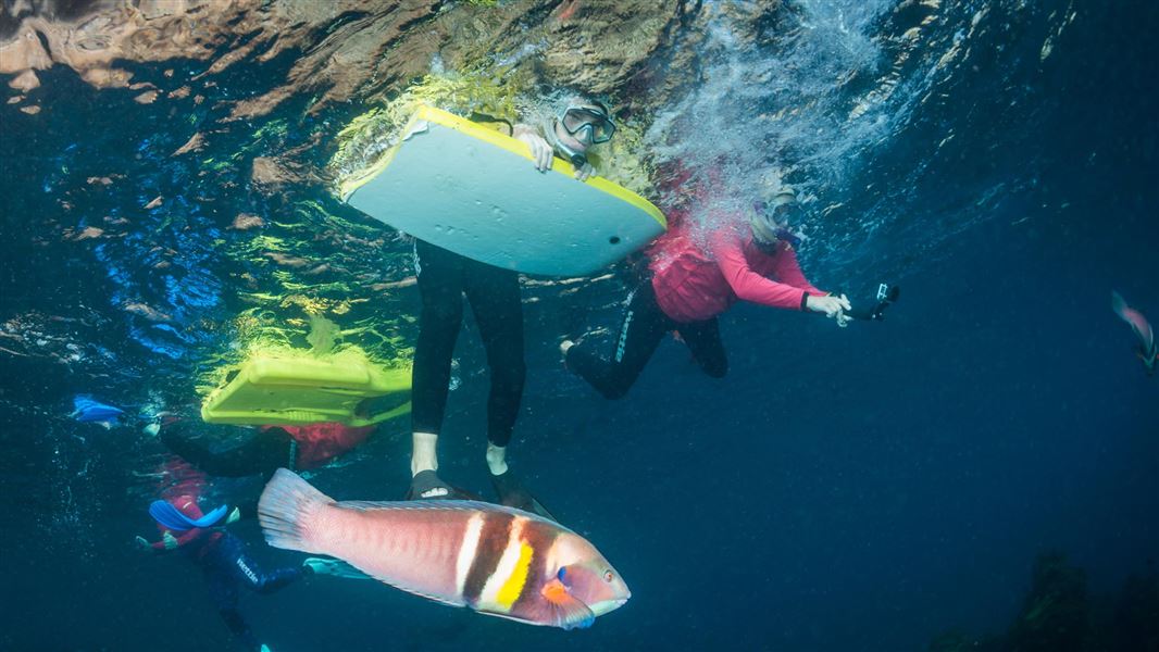 Snorkelling from below the surface. 
