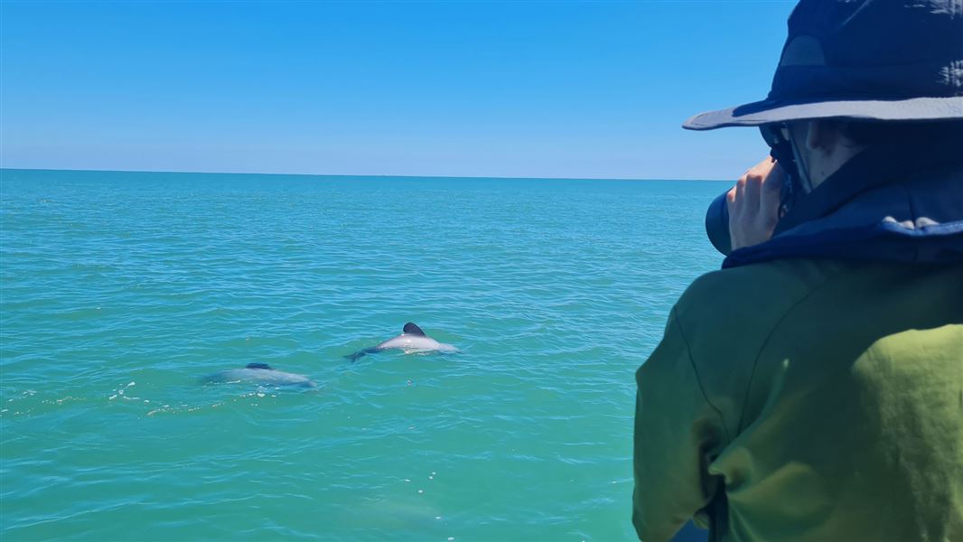 DOC staff conduct survey for Māui dolphin. 