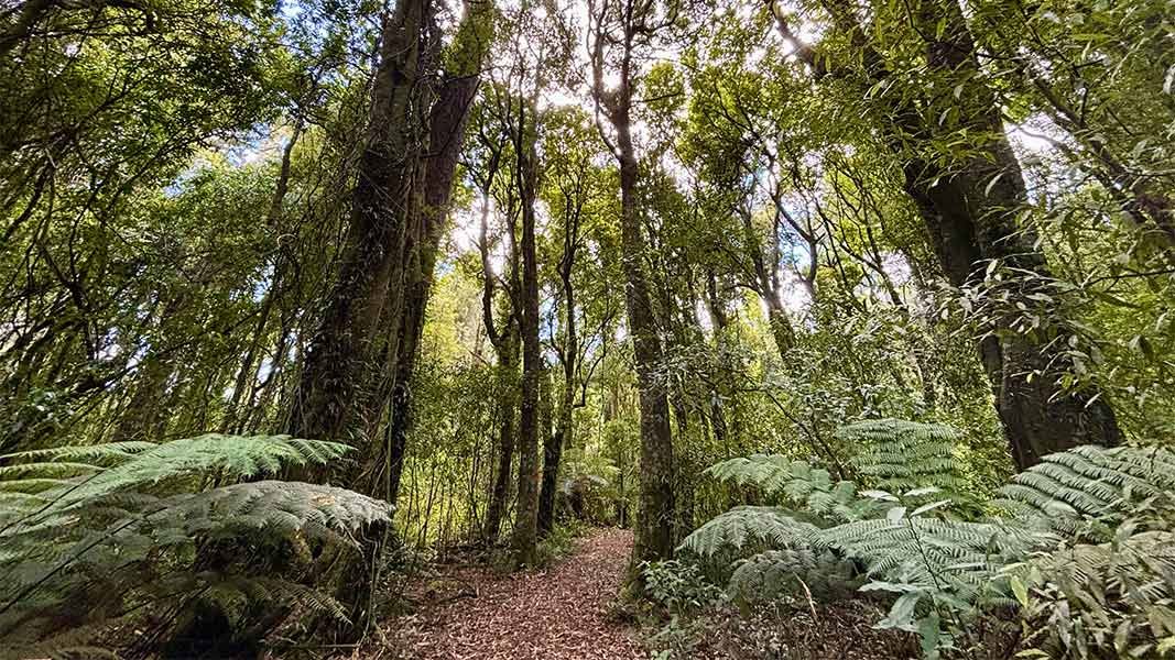A’Deanes Bush Walk