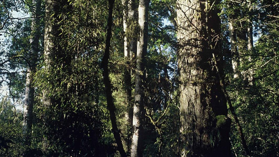  Podocarp forest, Whirinaki Forest Park. 
