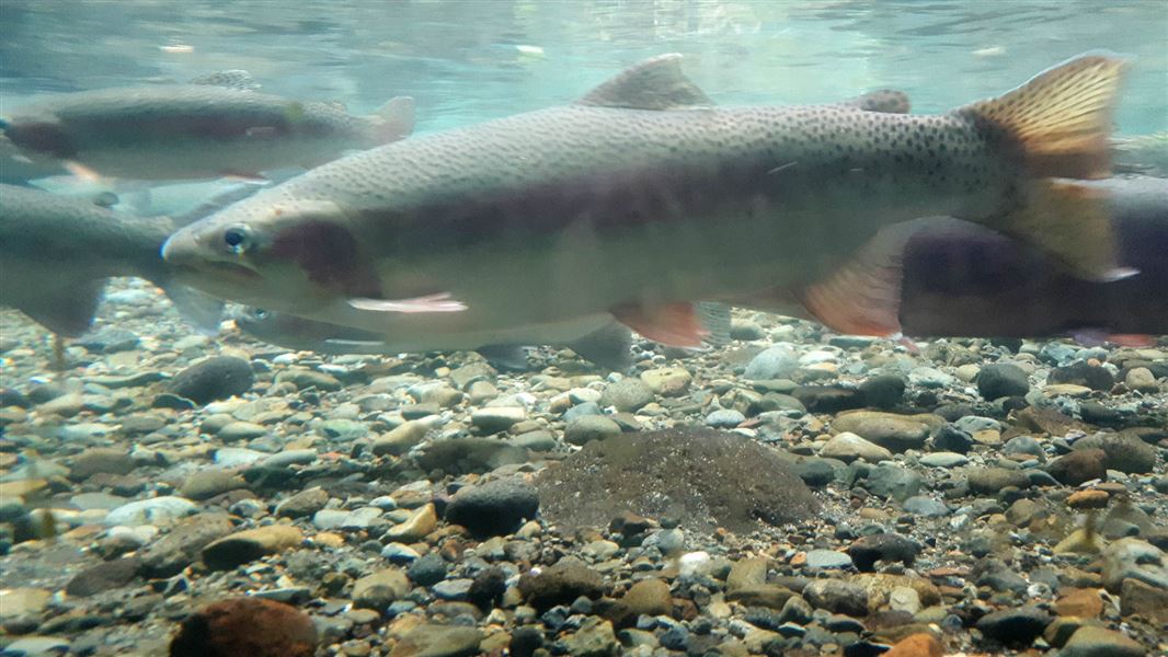 Taupō trout in 2018 Taupō Fishery