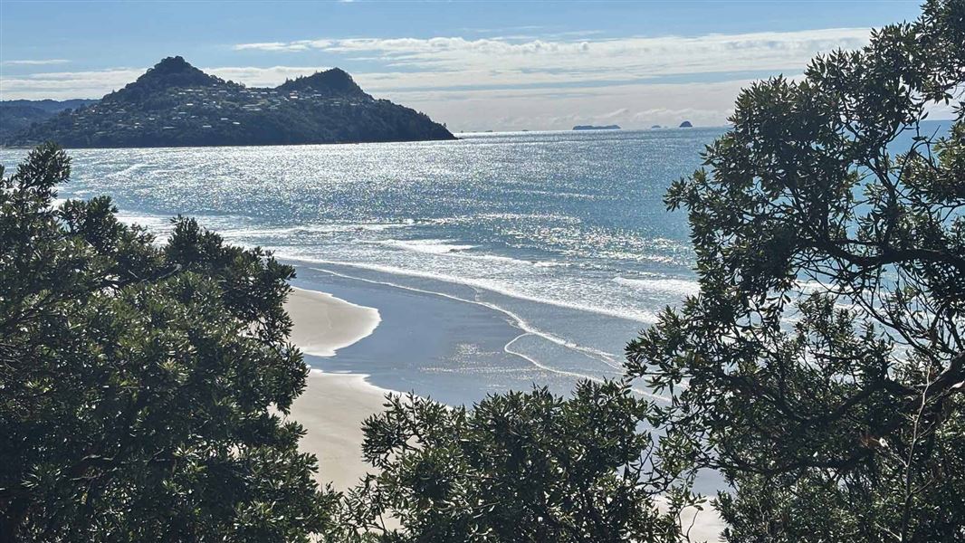View out over pohutukawa trees to a white sand beach, and a hill on the otherside of the bay with houses amongst trees. 