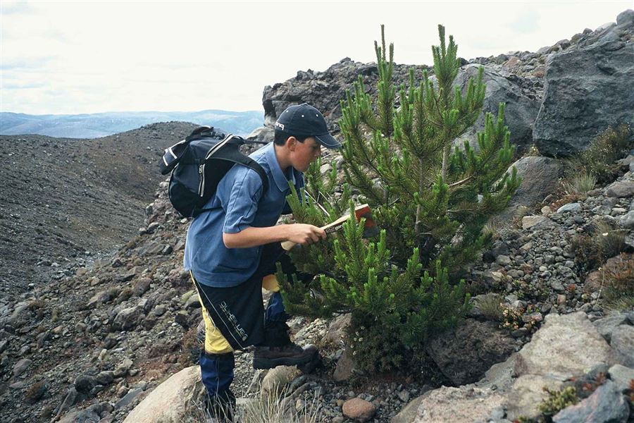  Young person and pine tree. 