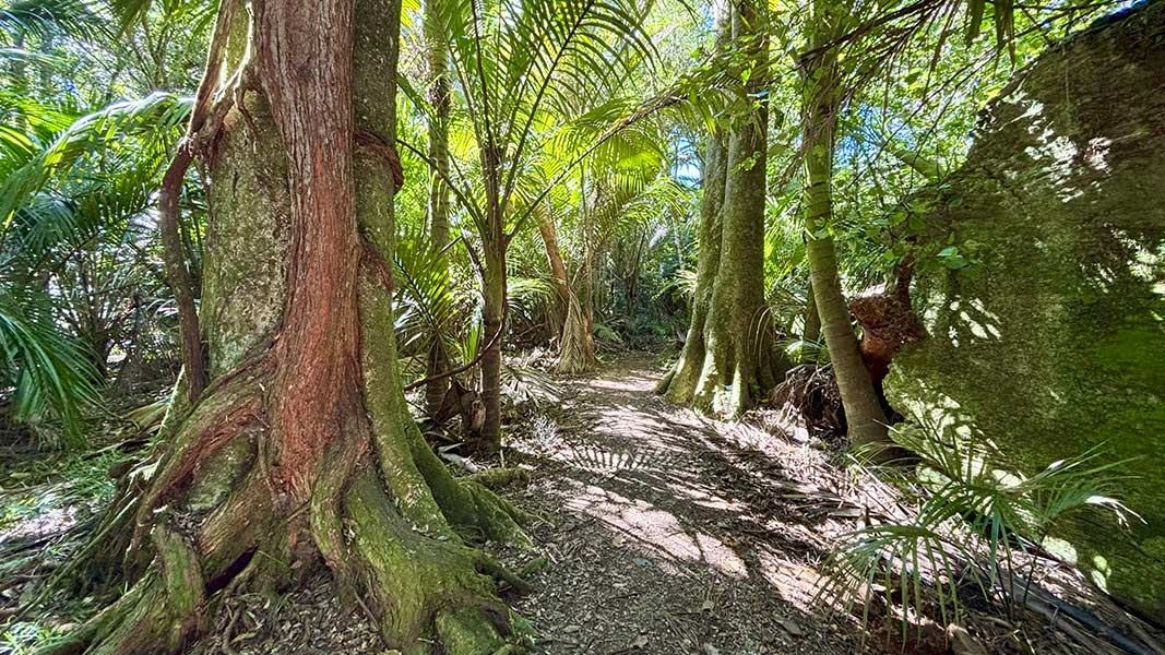 The Grove Scenic Reserve Walk. 
