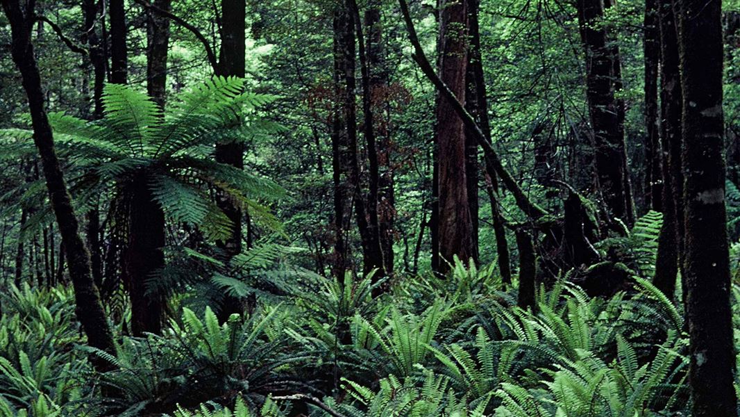 Green, crown-shaped ferns cover the ground underneath big trees.