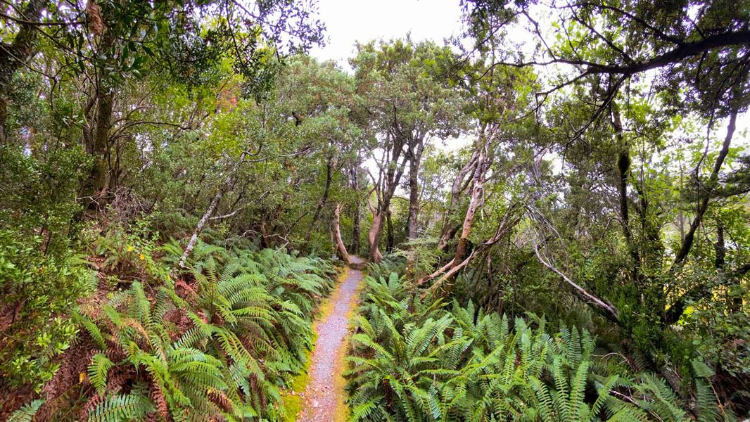 Bush walk track through ferns and trees.