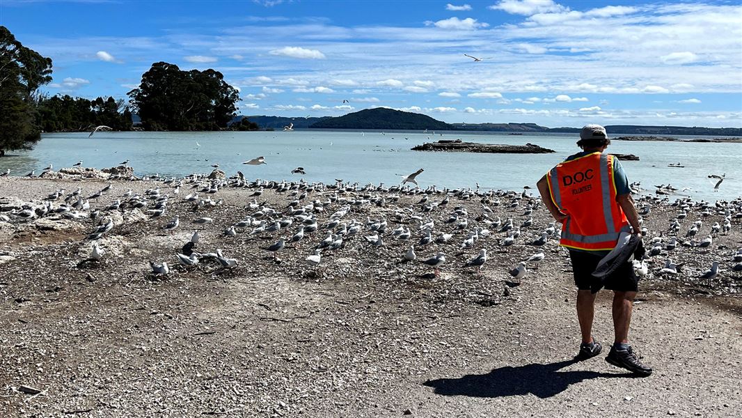 Black-billed-gulls on shoreline