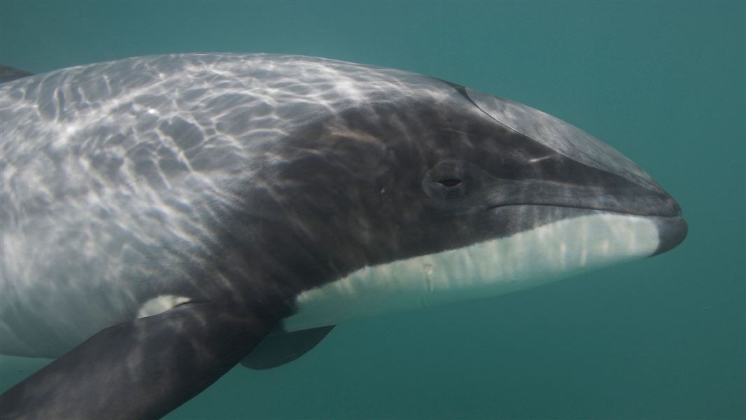 Dolphin under water.