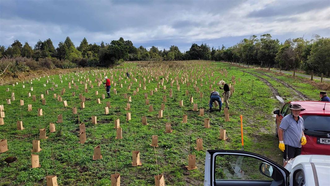 Volunteers placing weed mats and protective guards around newly planted native trees. 