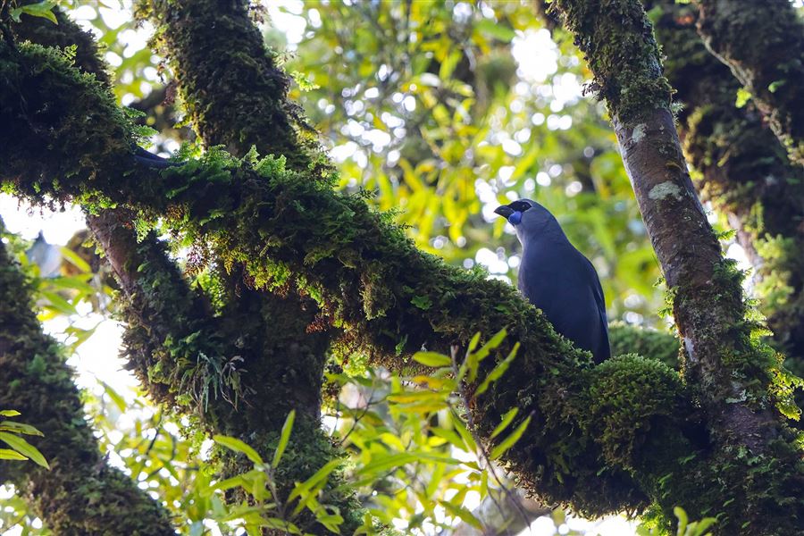 Kōkako in tree. 