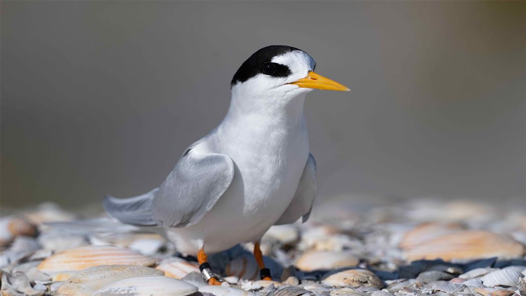 Close up of the white chested tara iti with soft grey wings and a black mask and cape pattern on its head. 