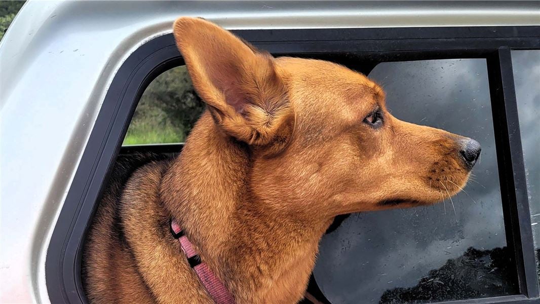 A large, copper coloured dog pokes its head out of a car window.