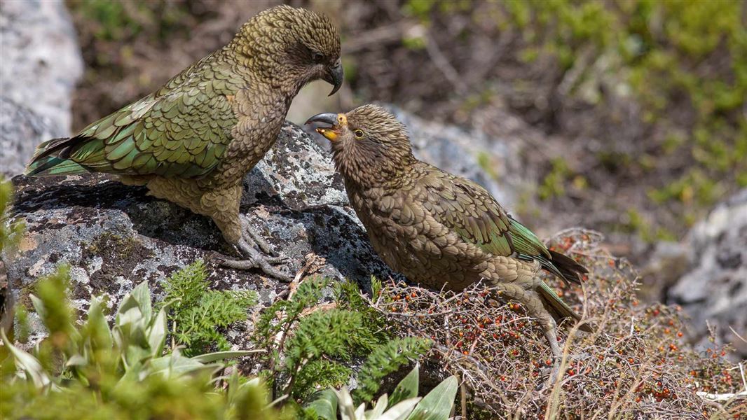 Kea: New Zealand native land birds