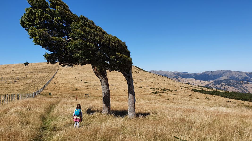 Child looking at wind swept tree in field.