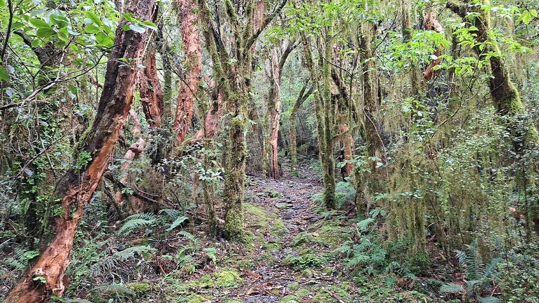 Rocky, moss-covered walking track surrounded by tall trees draped with moss and native ferns. 