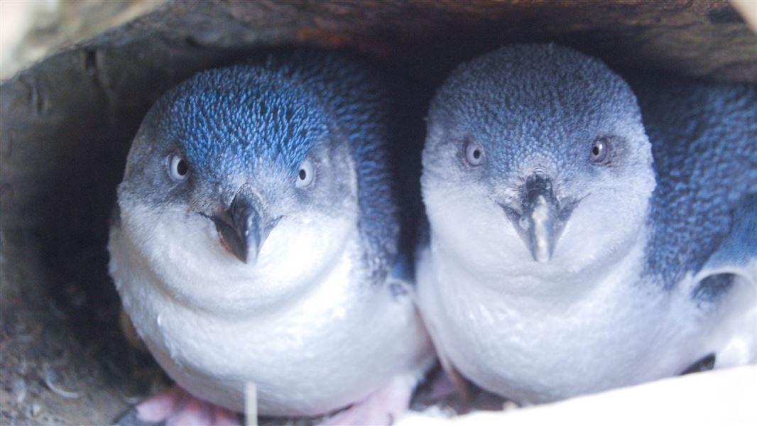 Little penguin/korora: Little blue penguin: New Zealand native sea and  shore birds