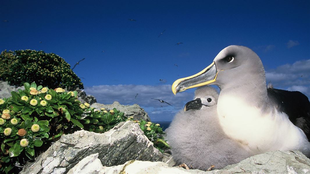 Chatham Islands - Northern Bullers Albatross, chick, and button daisies in the foreground..